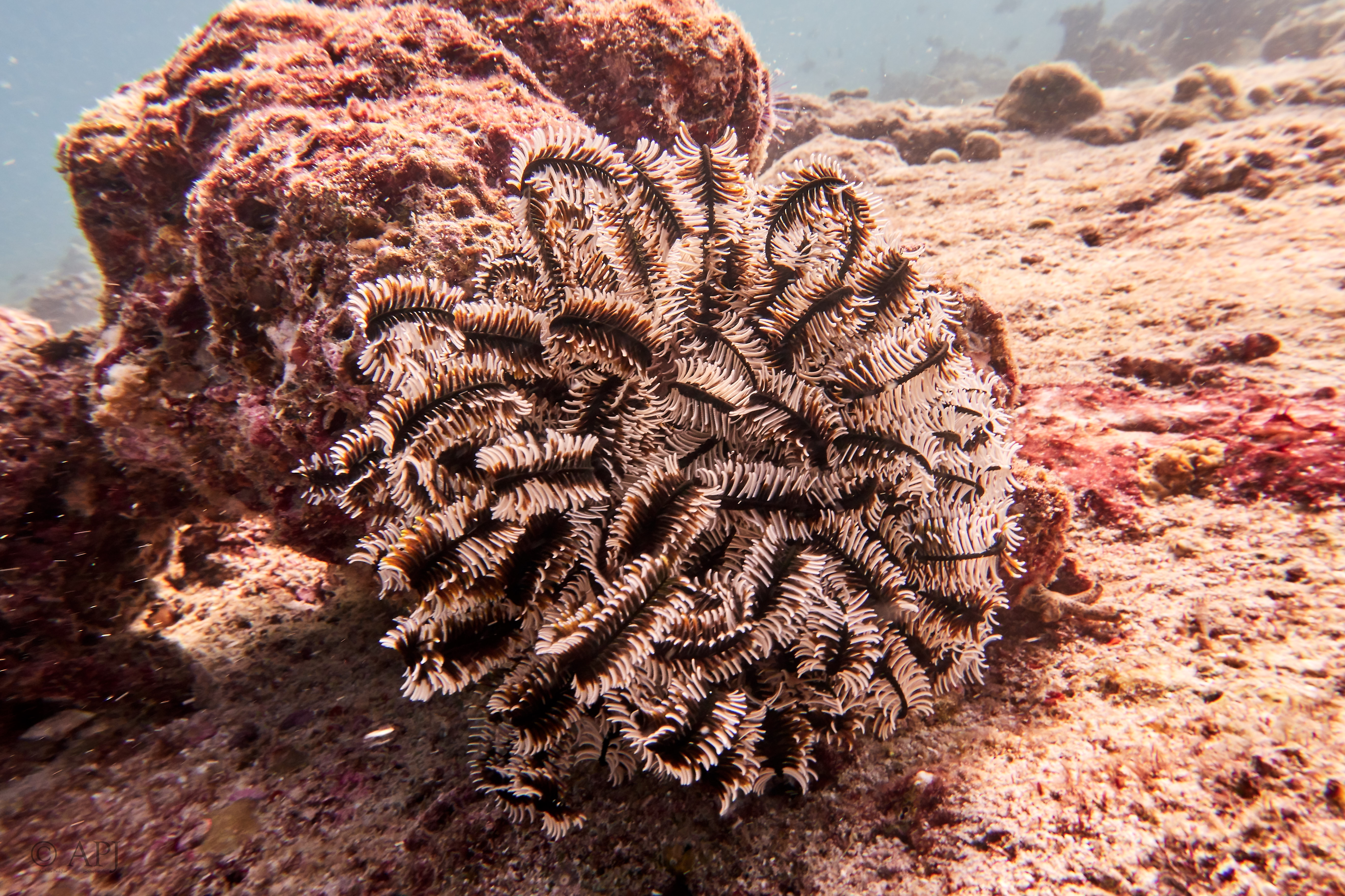 000841 15 08 17  Canon PowerShot G7 X Mark II   Malediven2017